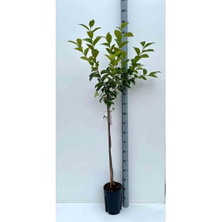 Diospyros kaki var.fuyu