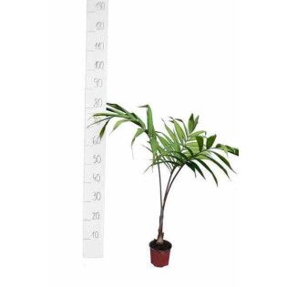 Dypsis lancéolée