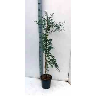 Eucalyptus gunnii
