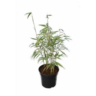 Fargesia scabrida "Merveille asiatique"