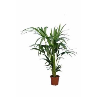 Howea forsteriana