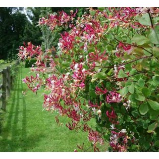Lonicera henryi