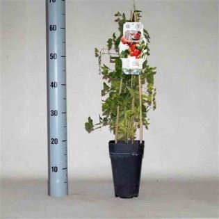 Lycium barbarum