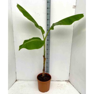 Musa dajiao (banane comestible)