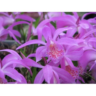 Pléione "tongariro"