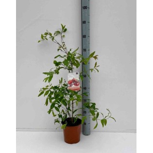 Punica granatum