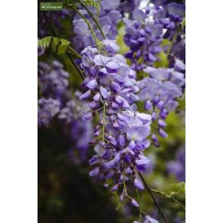 Glycine sinensis var. Flore Pléno