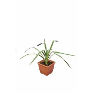 Yucca filamenteux