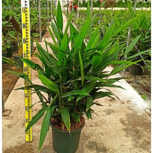 Alpinia galanga