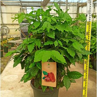 Coffea arabica (caféier)