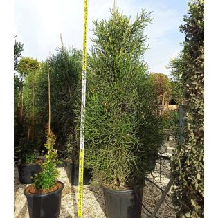 Euphorbia tirucalli