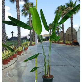 Bananier Musa yunnanensis ou Musa sp Yunnan