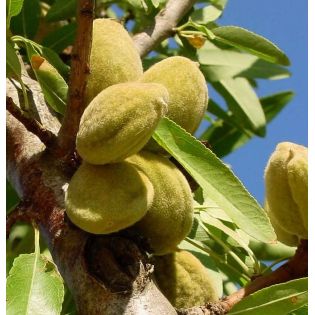 Prunus dulcis var. Mollar (Amandier super productif, floraison tardive, fruit gouteux))