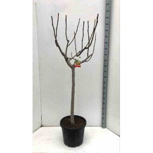 Ficus carica (figuier)