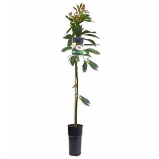 Avocatier : Persea americana var. pinkerton (De greffe)