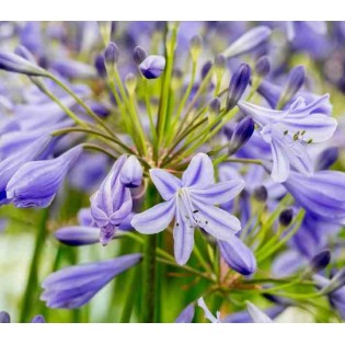 Agapanthe Lapis Lazuli (Agapanthe)