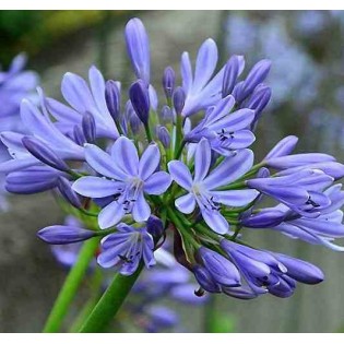 Agapanthe umbellatus (Agapanthe)