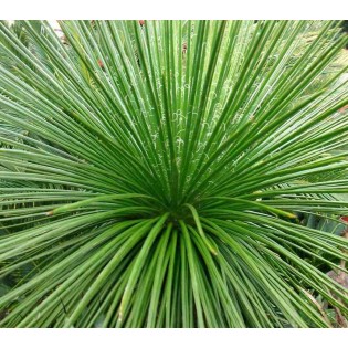 Agave géminiflore