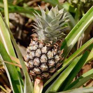 Ananas Monte or