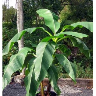 Musa dajiao (banane comestible)