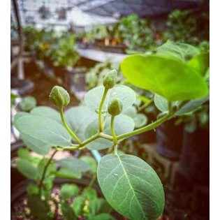 Capparis spinosa (caprier)