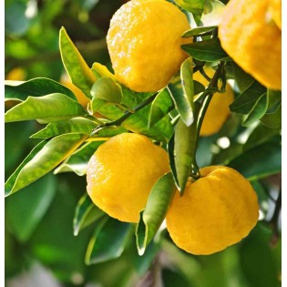 Yuzu aux agrumes