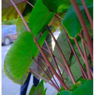 Colocasia esculenta var. Chine rose