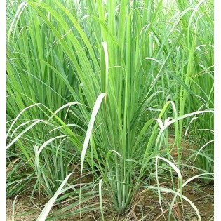 Cymbopogon citratus