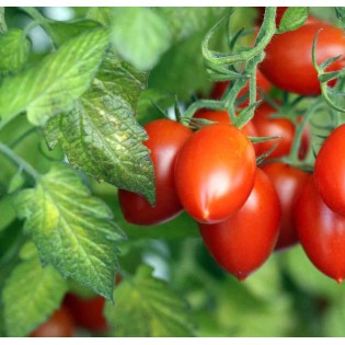 Cyphomandra betacea (Tomates en arbre ou tamarillo))