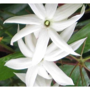 Jasminum nitidum
