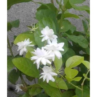 Jasmin sambac