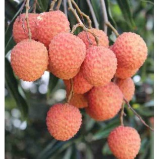 Litchi sinensis var Kwai May Rose