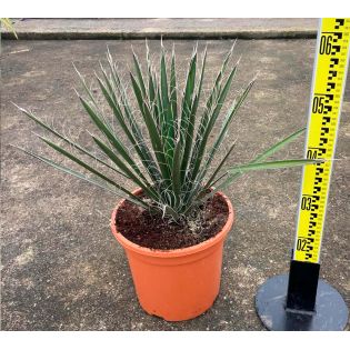 Yucca filifera (Palmier de Saint Pierre)
