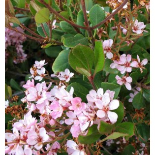 Rhaphiolepis indica