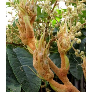 Tetrapanax papyrifer (Arbre à papier de riz)