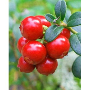 Vaccinium macrocarpon pèlerin (Canneberge, Canneberge)