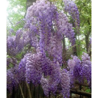 Glycine sinensis var. Flore Pléno