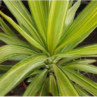 Yucca Elephantipes 'Jewel' (Yucca pied d'éléphant)