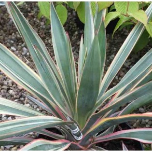 Yucca gloriosa variegata (Dague espagnole)