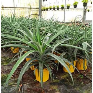 Ananas comosus