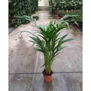 Dypsis lutescens Multiplicateur de Palmier
