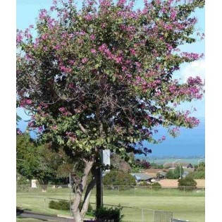 Bauhinia purpurea variegata Arbre à orchidées - Bauhinies - Bauhiniers