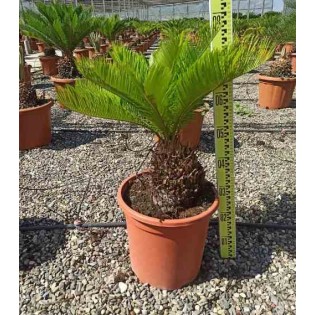 Cycas revoluta Cycas du japon-Sagou