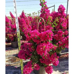 Bougainvillier vera (bougainvillier très florifère)