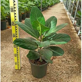 Ficus benghalensis 'Audrey' Figuier des Banyans 'Audrey'