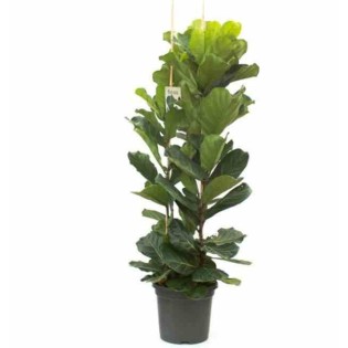 Ficus lyrata Ficus Lyre