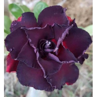Adenium obesum cv.Lampe noire