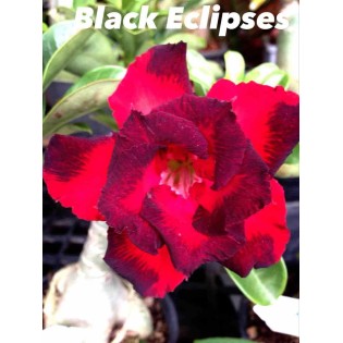 Adenium obesum cv.Rahoo noir
