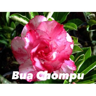 Adenium obesum cv. Buachompu