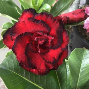 Adenium obesum cv.Sang de dragon